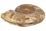 Crystal Filled, Cut & Polished Ammonite Fossil - Jurassic #191018-1